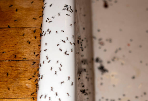 Best Affordable Pest Control Services  in Kamas, UT