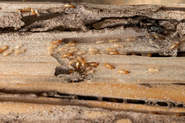 Best Mosquito Control Services  in Kamas, UT
